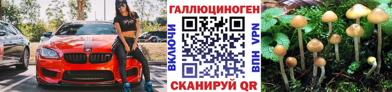 Купить где  Светлоград  Псилоцибиновые грибы мицелий 